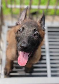 Pure Breed Belgian Malinois Puppy (Male)
