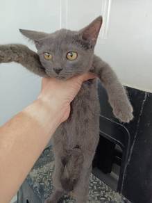 The special pure grey ASH kitten