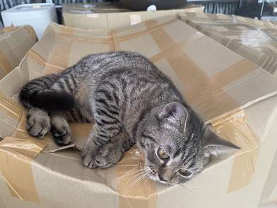 Kucing Mix BSH