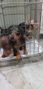 Jag Dachshund
