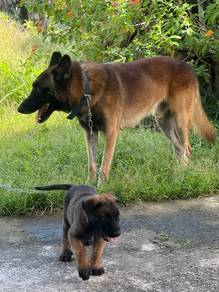 belgiam malinois shepherd