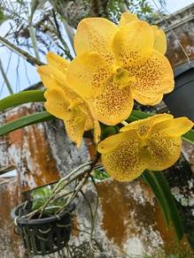 Orkid Vanda - fresh flower