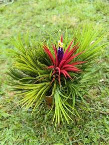 Tillandsia ionantha Plant 