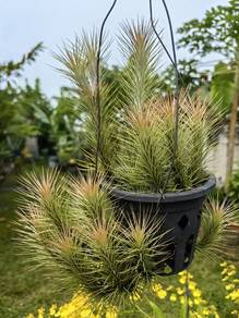 Air Plant in Hanging Pot - Tillandsia funkiana