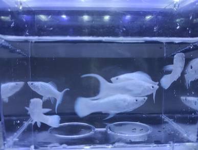 Guppy, Molly, Platy, Swordtail Fish
Baby