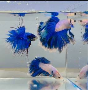 betta ikan laga 3 ekor sekali