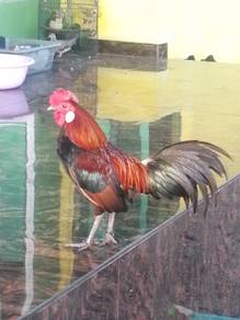 Ayam