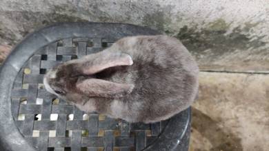 Arnab Minirex Magpie Bulu Baldu Karpet Betina