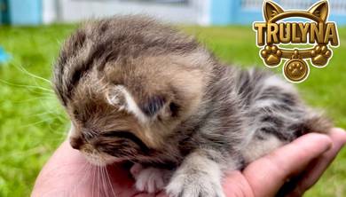 Furbaby BSH GOLDEN BLACK Marble BRITISH SHORT HAIR