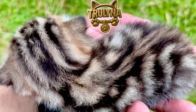 Furbaby BSH GOLDEN BLACK Marble BRITISH SHORT HAIR