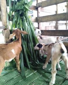 anak kambing 