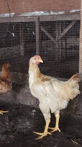 Ayam Kampung Kacuk