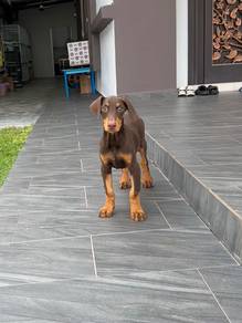 Big bone Doberman puppy