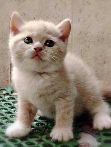 British Shorthair Kitten