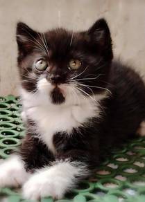British Shorthair Kitten