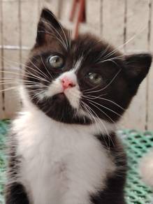 British Shorthair Kitten