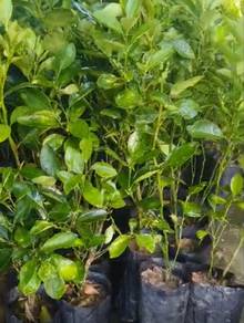 pokok limau kasturi
