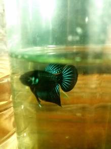Ikan Karin hybrid
