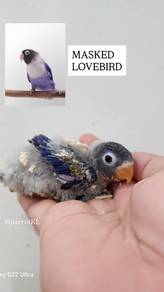 lovebird cockatiel comel boleh delivery