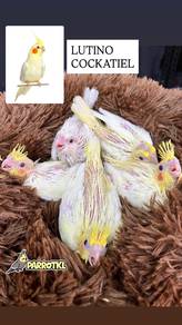 burung bird parrot cockatiel boleh delivery