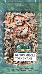 ular corn snake king boleh delivery