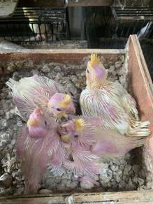 burung bird lutino cockatiel