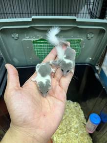 tupai mini dormouse dormice sugar glider