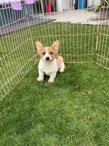 Corgi puppy