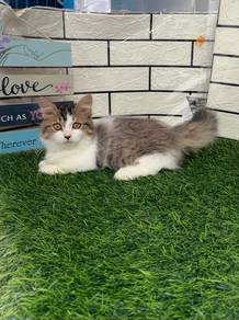 Minuet Munchkin kucing