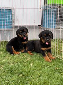 Rottweiler puppies