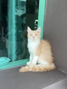 Kucing Mainecoon