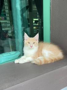 Kucing Mainecoon