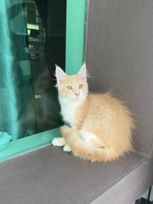 Kucing Mainecoon