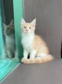 Kucing Mainecoon