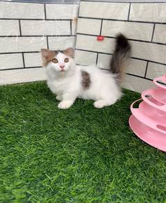 Kucing Munchkin minuet