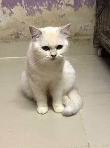 Bsh Female Silver Shaded