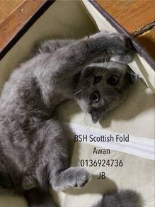 BSH Scottish Fold Untuk Re🏡