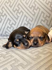 Pure Breed Dachshund Puppy