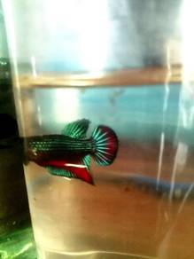 Ikan Karin hybrid