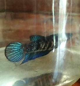 Ikan Karin betina