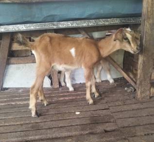 anak kambing 