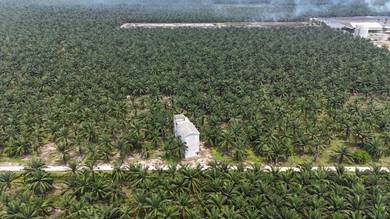 Palm Oil Plantation & Bird Net Building , Agriculture Land for sell