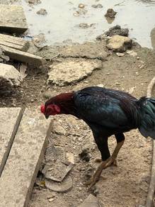 Ayam Kampung Asli