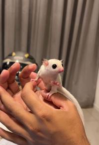 SUGAR GLIDER True Platinum Mosaic 100% Jinak