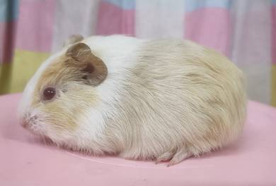 Guinea pig