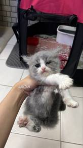 bsh bicolour&blue