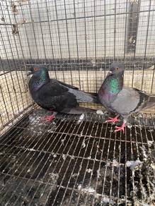 burung merpati