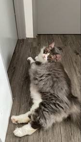 kucing mainecoon