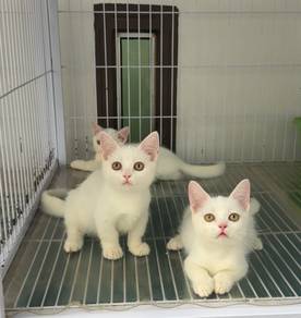 Kucing Munchkin kitten
