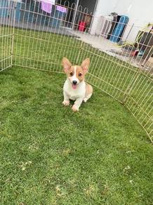 Welsh corgi puppy